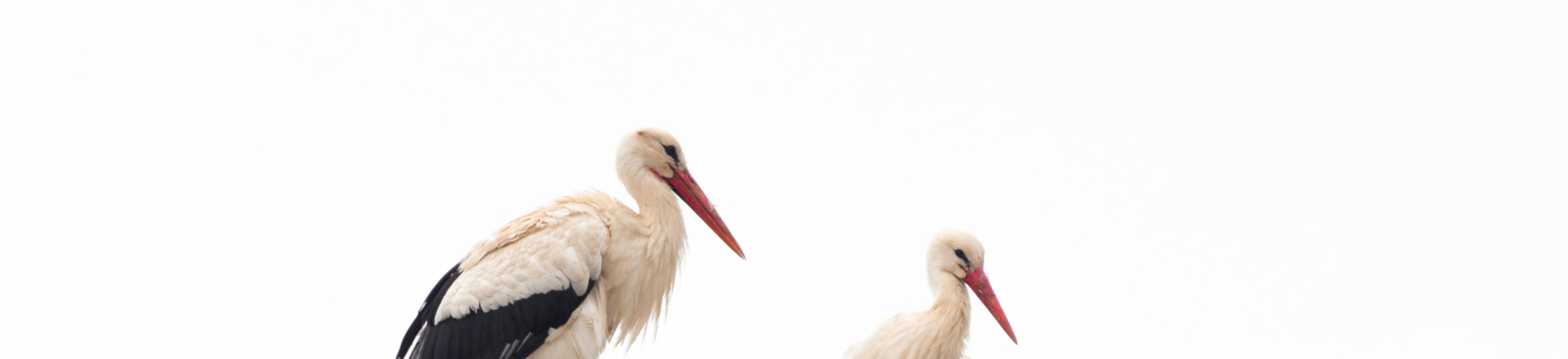 Hogyan beszéljünk a gólyáról? Szülő-gyerek kommunikáció a szexualitásról